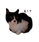 猫のお返事スタンプ あめ/もも/ミント（個別スタンプ：5）