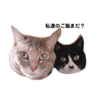 猫のお返事スタンプ あめ/もも/ミント（個別スタンプ：6）