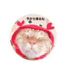 猫のお返事スタンプ あめ/もも/ミント（個別スタンプ：7）