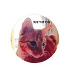 猫のお返事スタンプ あめ/もも/ミント（個別スタンプ：8）