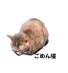 猫のお返事スタンプ あめ/もも/ミント（個別スタンプ：9）