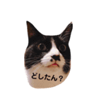 猫のお返事スタンプ あめ/もも/ミント（個別スタンプ：14）