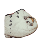 パンさんtheスタンプ（個別スタンプ：8）
