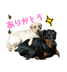 ドーベルマンとラブラドール日常会話（個別スタンプ：9）