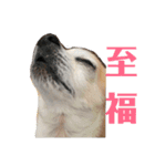 けだるいチワワのもんじゃさん（個別スタンプ：13）