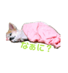 けだるいチワワのもんじゃさん（個別スタンプ：16）