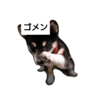 黒柴々の日々（個別スタンプ：1）
