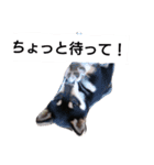 黒柴々の日々（個別スタンプ：2）