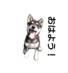 黒柴々の日々（個別スタンプ：3）