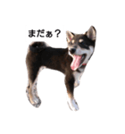 黒柴々の日々（個別スタンプ：5）