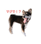 黒柴々の日々（個別スタンプ：7）