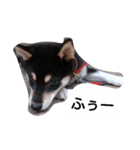 黒柴々の日々（個別スタンプ：8）