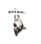 黒柴々の日々（個別スタンプ：10）