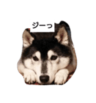 黒柴々の日々（個別スタンプ：11）