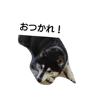 黒柴々の日々（個別スタンプ：12）