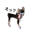 黒柴々の日々（個別スタンプ：13）