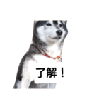 黒柴々の日々（個別スタンプ：14）