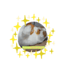 ロップちゃんstamp（個別スタンプ：2）