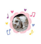 ロップちゃんstamp（個別スタンプ：4）