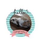 ロップちゃんstamp（個別スタンプ：7）