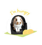 ロップちゃんstamp（個別スタンプ：9）