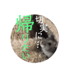 ハムスターのぱせりスタンプ（個別スタンプ：3）