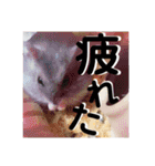 ハムスターのぱせりスタンプ（個別スタンプ：5）