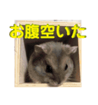 ハムスターのぱせりスタンプ（個別スタンプ：8）
