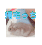 ハムスターのぱせりスタンプ（個別スタンプ：10）