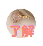 ハムスターのぱせりスタンプ（個別スタンプ：11）