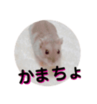 ハムスターのぱせりスタンプ（個別スタンプ：12）