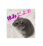 ハムスターのぱせりスタンプ（個別スタンプ：14）