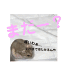 ハムスターのぱせりスタンプ（個別スタンプ：17）