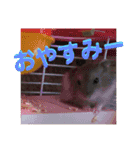 ハムスターのぱせりスタンプ（個別スタンプ：19）