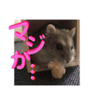 ハムスターのぱせりスタンプ（個別スタンプ：21）