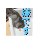 ハムスターのぱせりスタンプ（個別スタンプ：23）