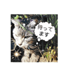 気ままな猫達9（個別スタンプ：12）