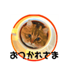 気ままな猫達9（個別スタンプ：15）