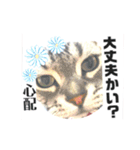 気ままな猫達9（個別スタンプ：20）