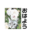 気ままな猫達9（個別スタンプ：21）