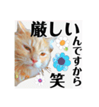 気ままな猫達9（個別スタンプ：23）