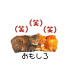 気ままな猫達9（個別スタンプ：28）