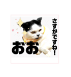 気ままな猫達9（個別スタンプ：39）