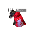 Laniちょん（個別スタンプ：1）