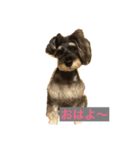 Laniちょん（個別スタンプ：5）