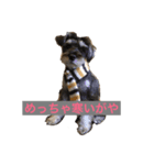 Laniちょん（個別スタンプ：7）
