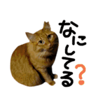 茶トラ猫mimiのスタンプ（個別スタンプ：7）