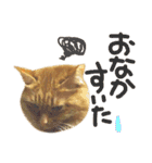 茶トラ猫mimiのスタンプ（個別スタンプ：23）
