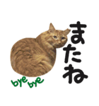 茶トラ猫mimiのスタンプ（個別スタンプ：38）