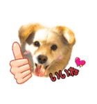 かわいい動物達？（個別スタンプ：1）